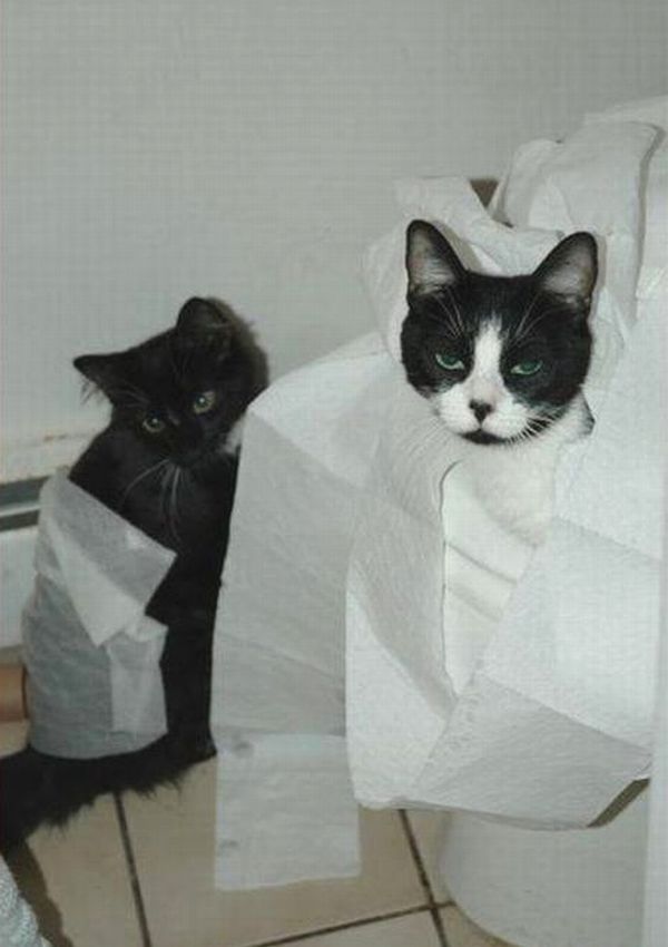 Acid Picdump (118 pics)