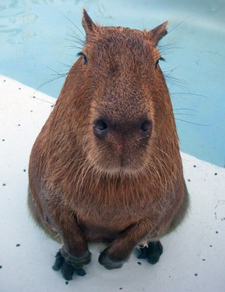 Acid Picdump (118 pics)