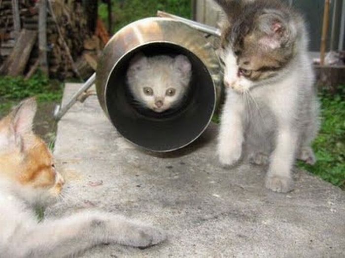 Acid Picdump (118 pics)