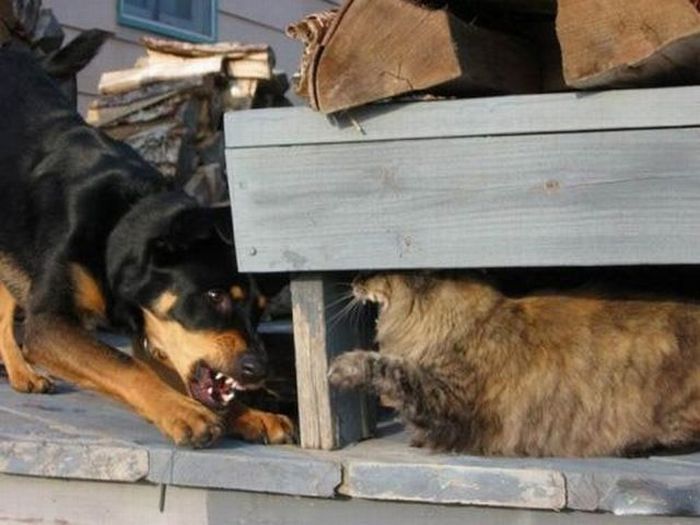 Acid Picdump (118 pics)