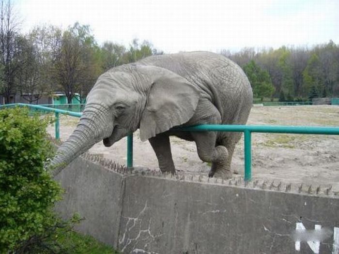 Acid Picdump (118 pics)