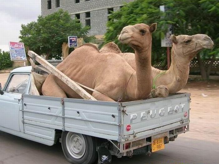 Acid Picdump (118 pics)