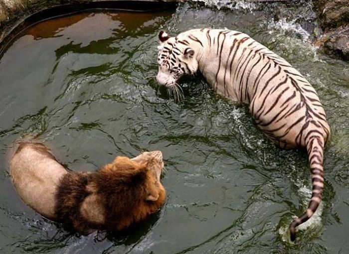 Acid Picdump (118 pics)