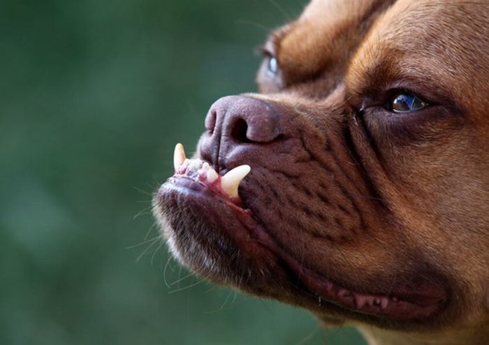 The ugliest dogs on the planet  (11 pics)