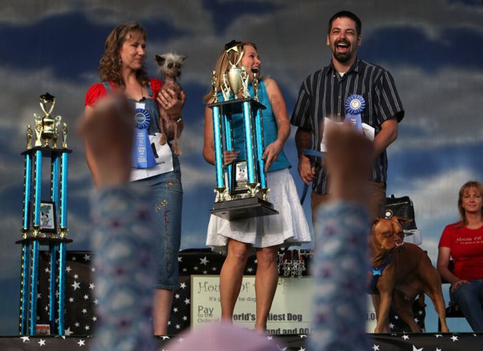 The ugliest dogs on the planet  (11 pics)