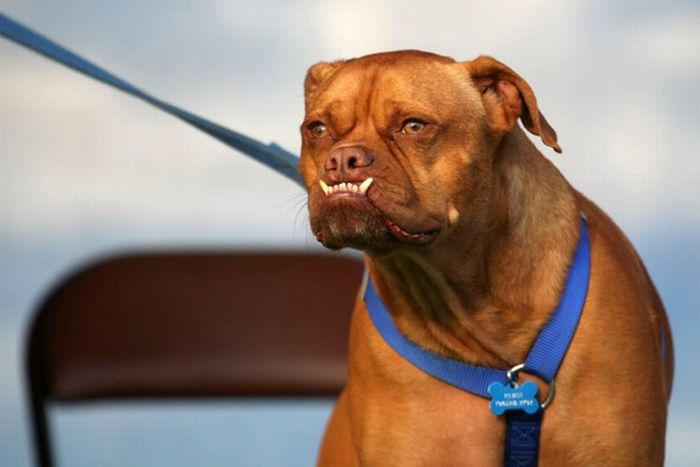 The ugliest dogs on the planet  (11 pics)