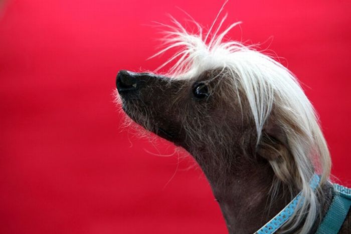The ugliest dogs on the planet  (11 pics)