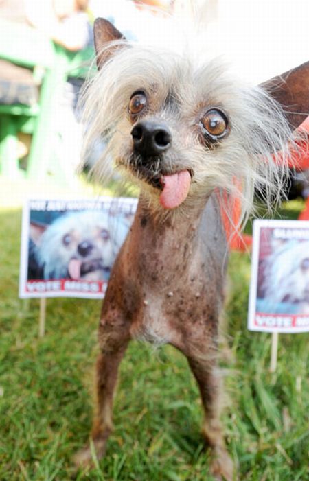 The ugliest dogs on the planet  (11 pics)
