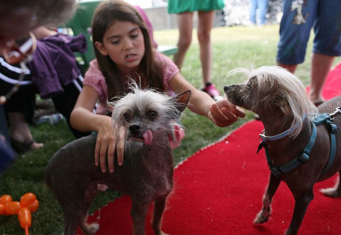 The ugliest dogs on the planet  (11 pics)