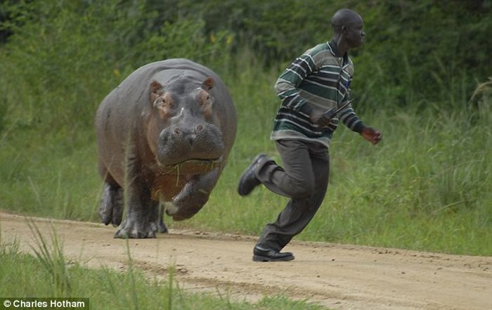 Angry hippo chases a man  (4 pics)