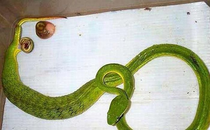 How do snakes give birth? (4 pics)