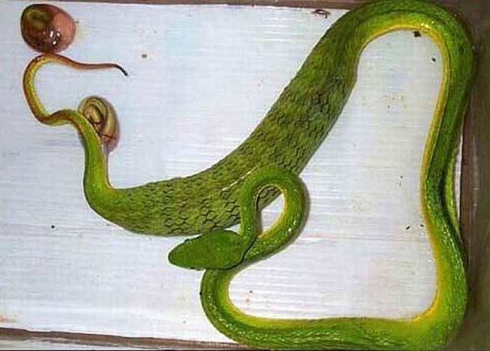 How do snakes give birth? (4 pics)