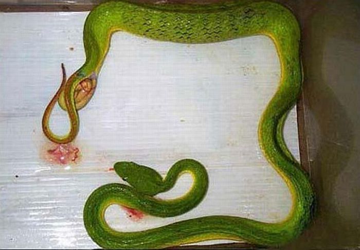 How do snakes give birth? (4 pics)