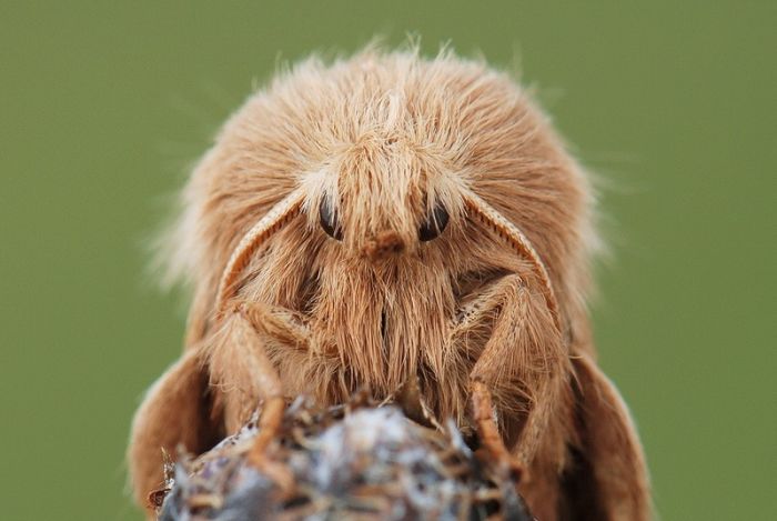 The Best of Close-Up Photos (64 pics)
