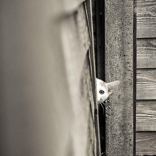 Acid Picdump (86 pics)