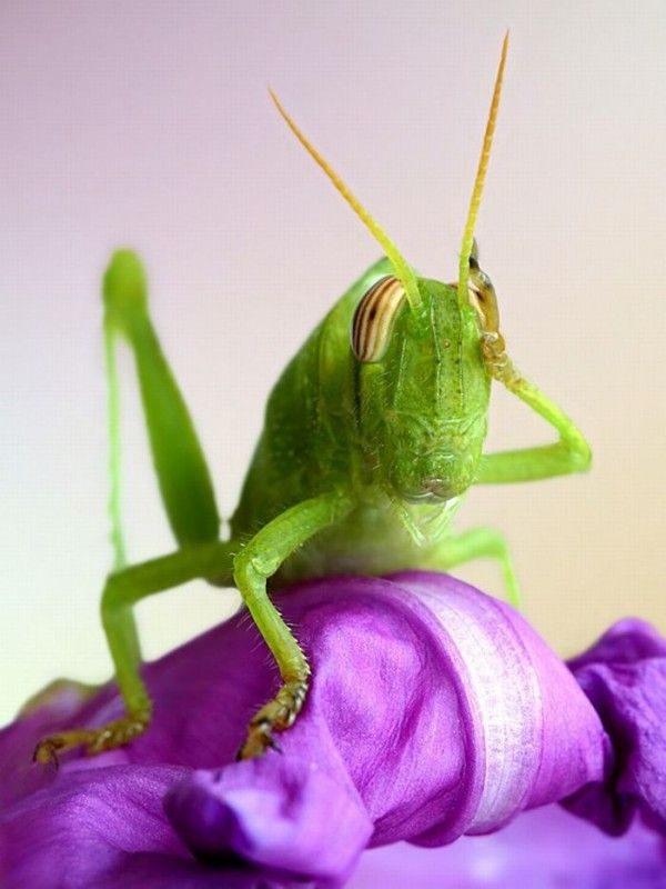 Acid Picdump (86 pics)