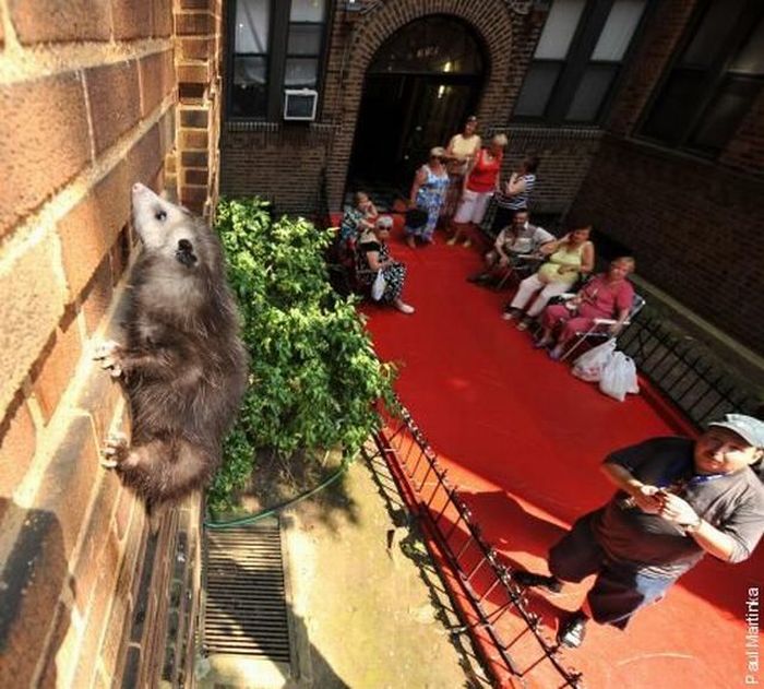 Acid Picdump (86 pics)
