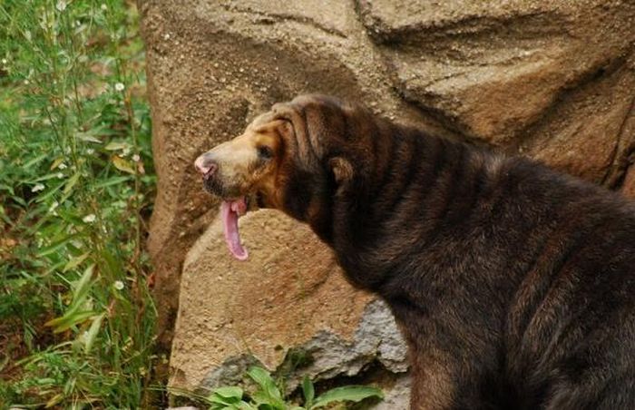 Funny bear with a long tongue (5 pics)