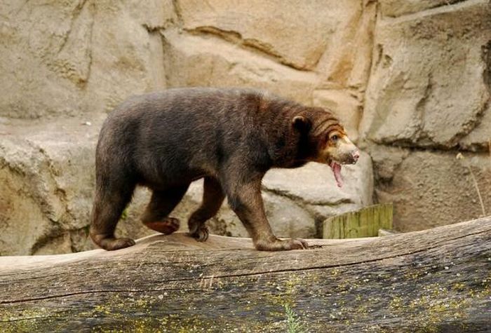 Funny bear with a long tongue (5 pics)