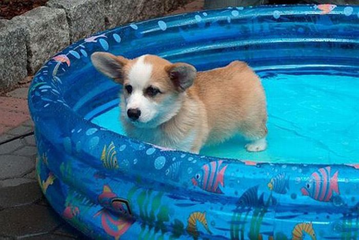 Cute Puppy (12 pics)