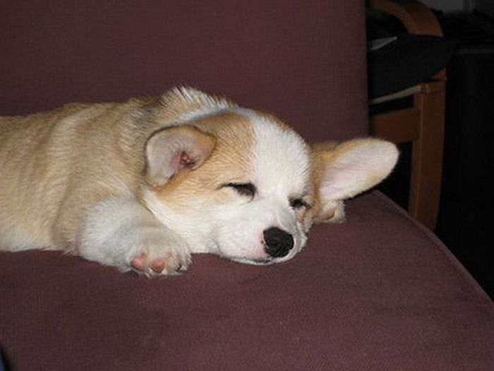 Cute Puppy (12 pics)