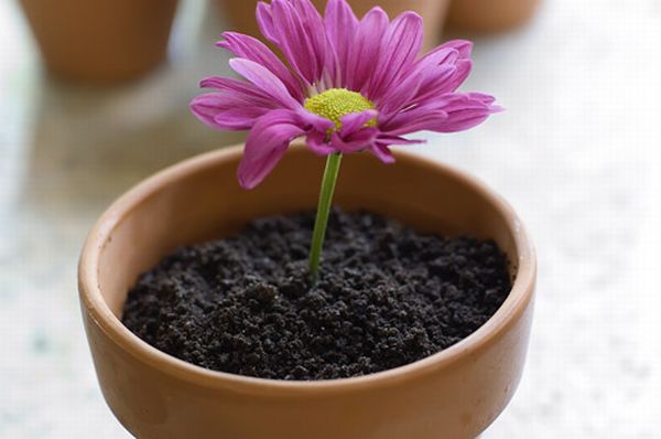 Springy Flower Pot Desserts (40 pics)