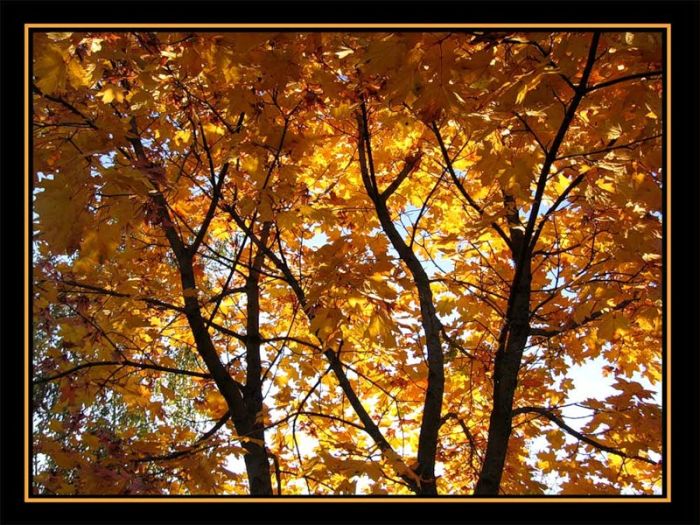 Fall is coming (42 pics)