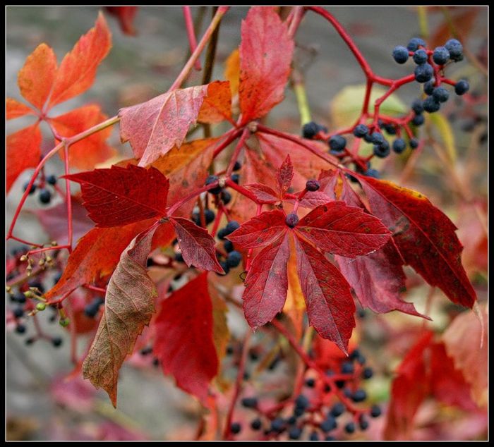 Fall is coming (42 pics)
