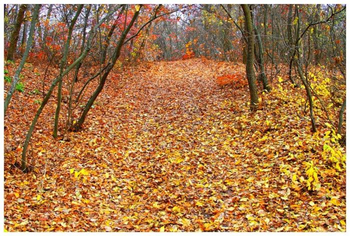 Fall is coming (42 pics)