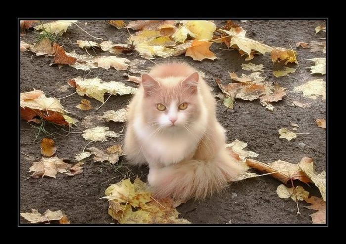 Fall is coming (42 pics)
