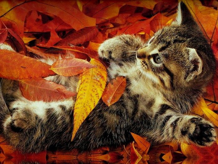 Fall is coming (42 pics)