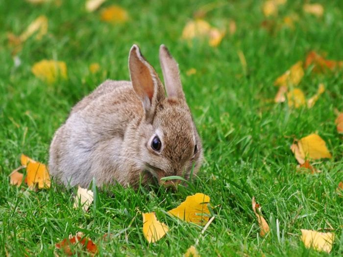 Fall is coming (42 pics)