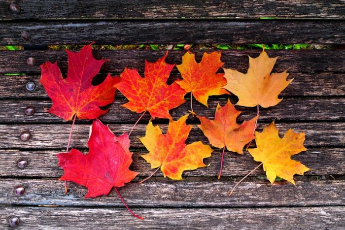 Fall is coming (42 pics)
