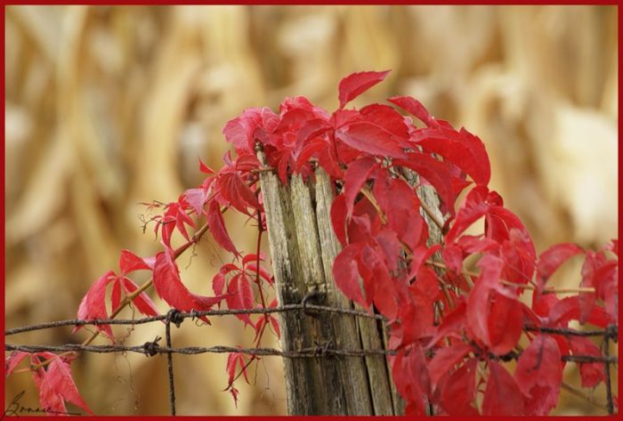 Fall is coming (42 pics)