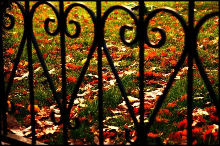 Fall is coming (42 pics)