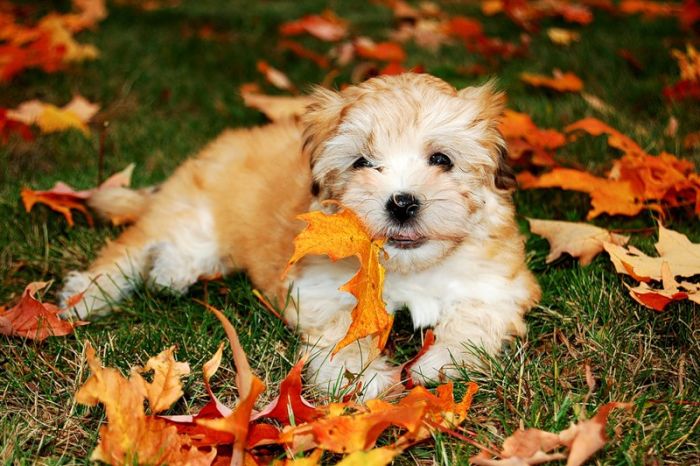 Fall is coming (42 pics)