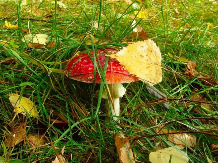Fall is coming (42 pics)