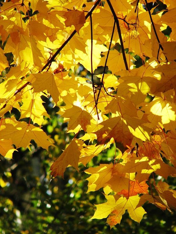 Fall is coming (42 pics)