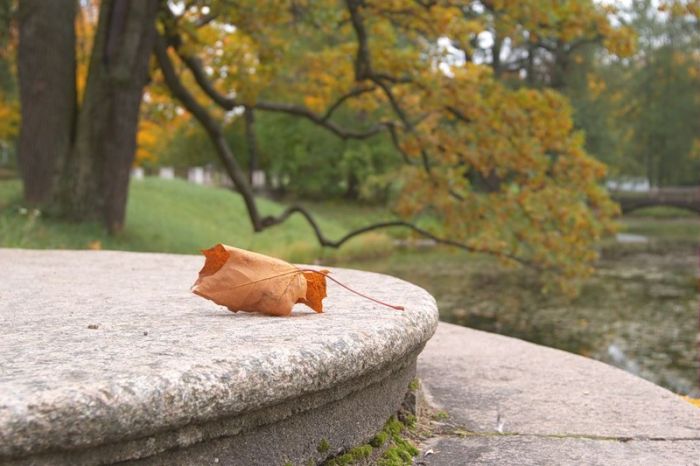 Fall is coming (42 pics)