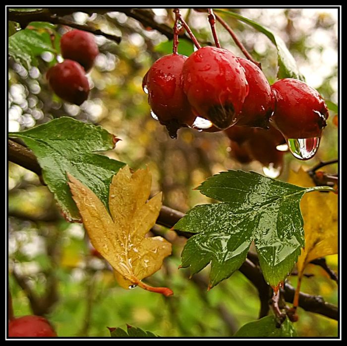 Fall is coming (42 pics)