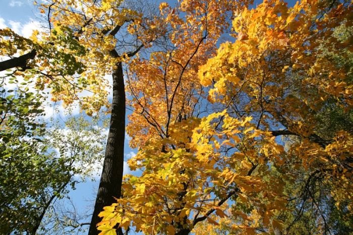 Fall is coming (42 pics)
