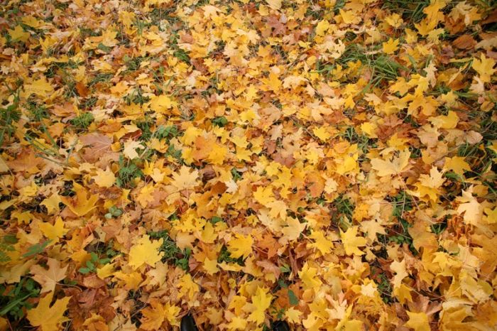 Fall is coming (42 pics)