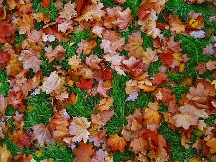 Fall is coming (42 pics)