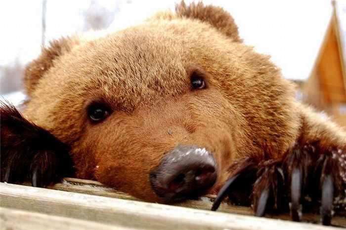 Acid Picdump (171 pics)