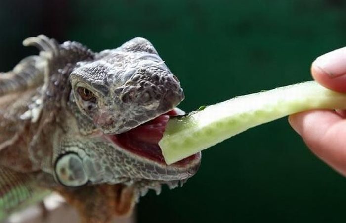 Acid Picdump (171 pics)