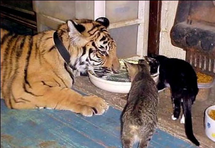 Acid Picdump (171 pics)