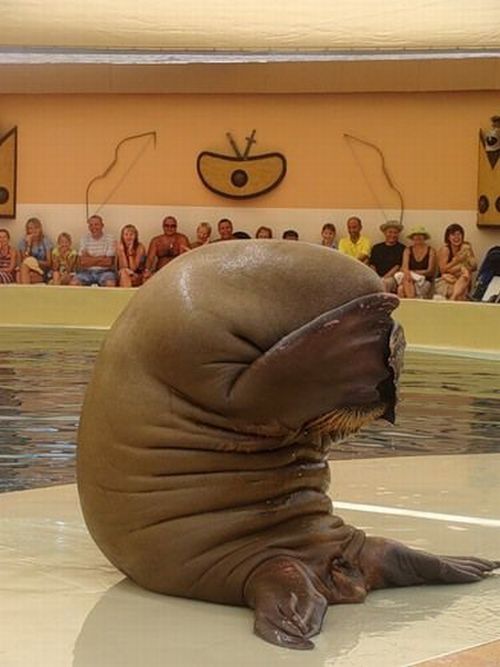 Acid Picdump (171 pics)