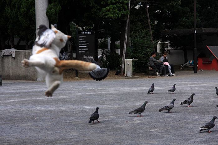 Acid Picdump (171 pics)