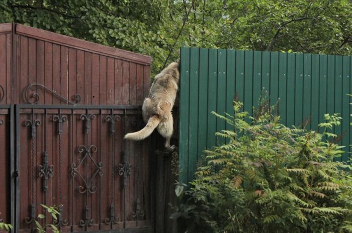 Acid Picdump (171 pics)