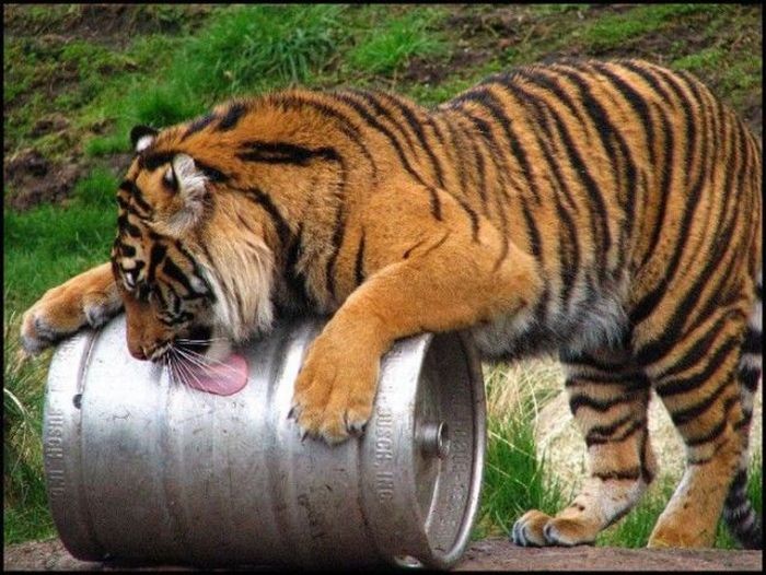 Acid Picdump (171 pics)